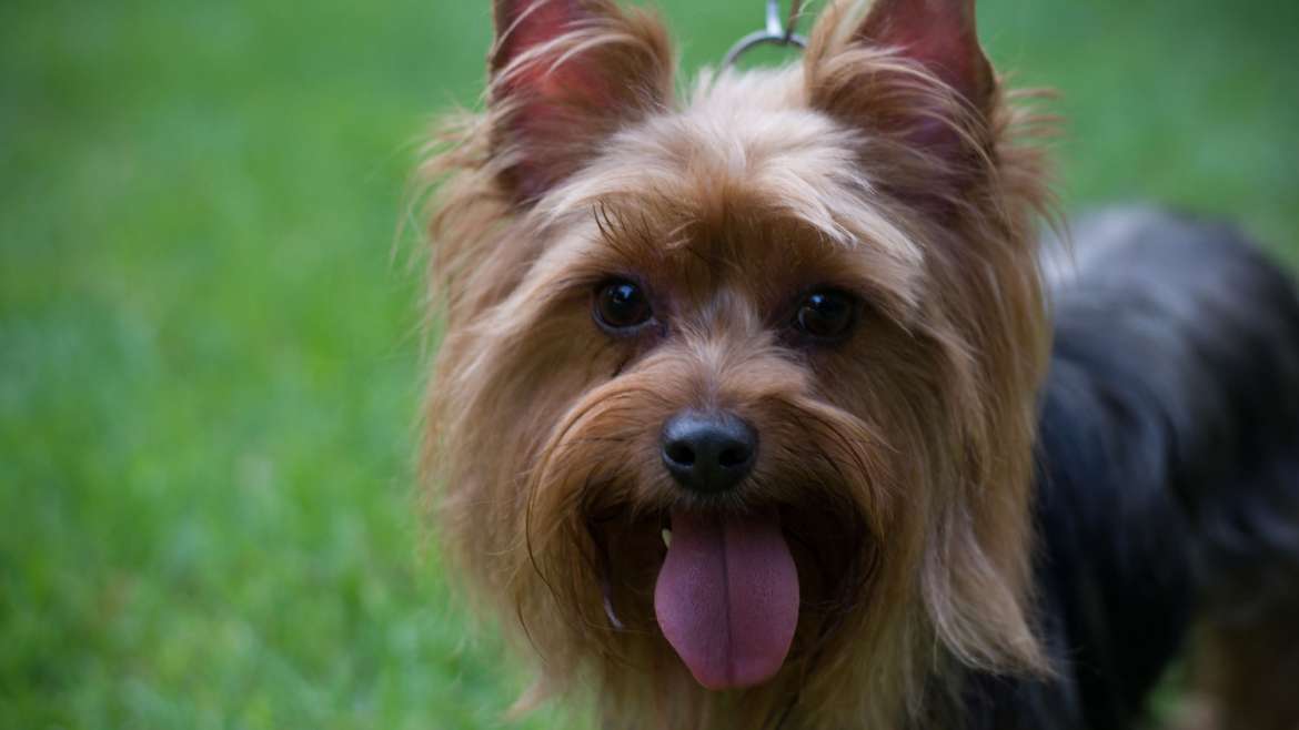 Descubriendo a… ¡Los yorkshire terrier!