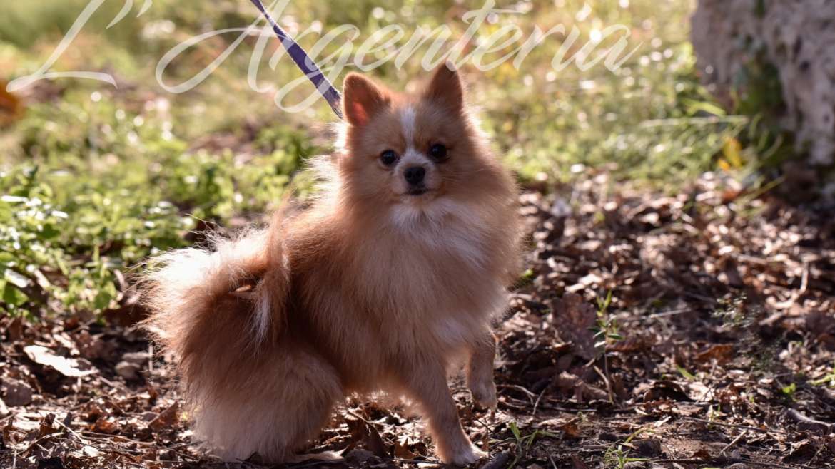 Descubriendo a… ¡Los pomerania!