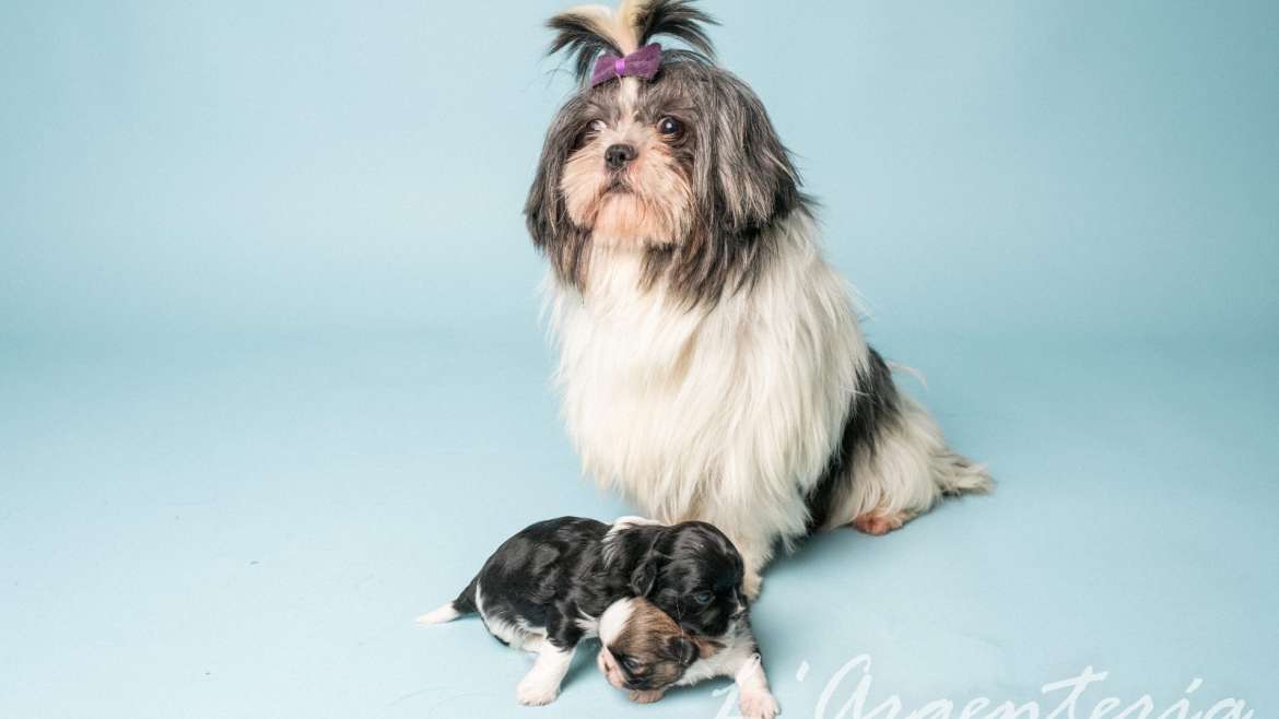 Receta de helado apto para perros