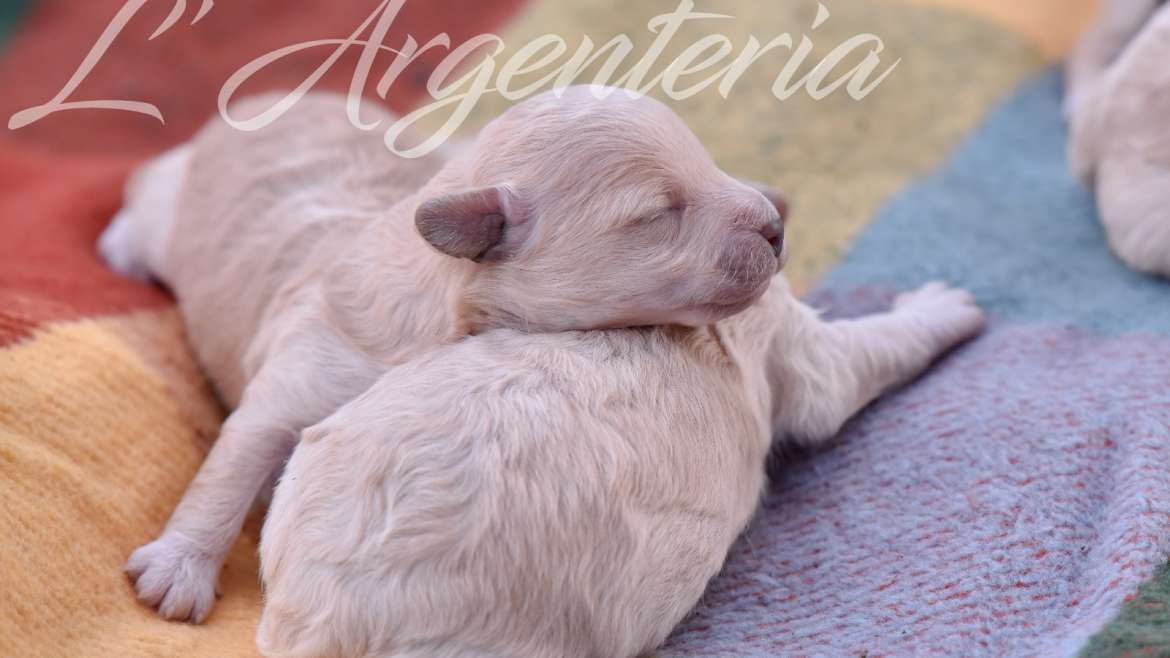 ¿Es legal la amputación de la cola de los perros?