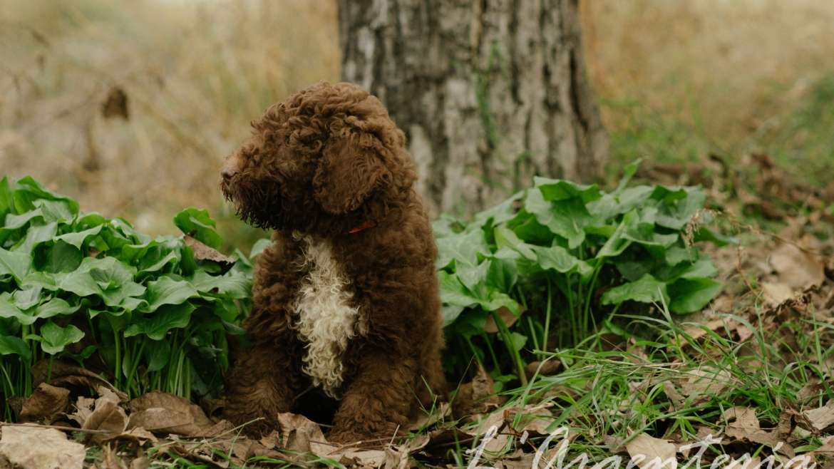 Mejores razas de perro para el campo