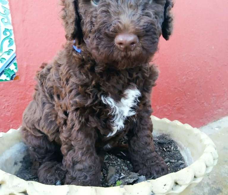 Descubriendo a… ¡Los perros de agua!