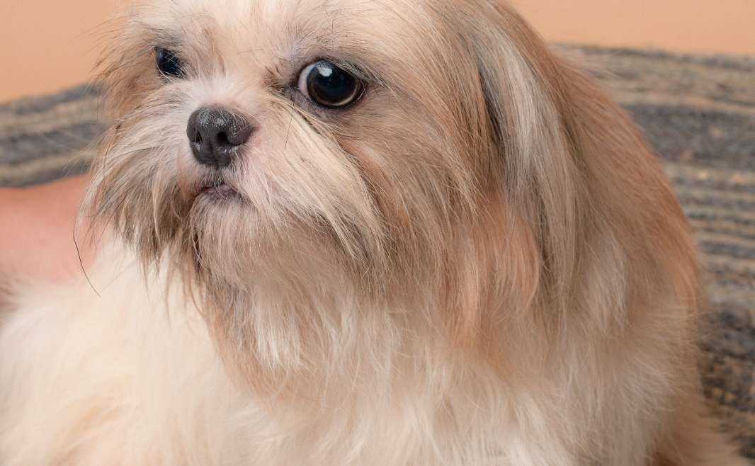 Descubriendo a…¡Los Shih Tzu!