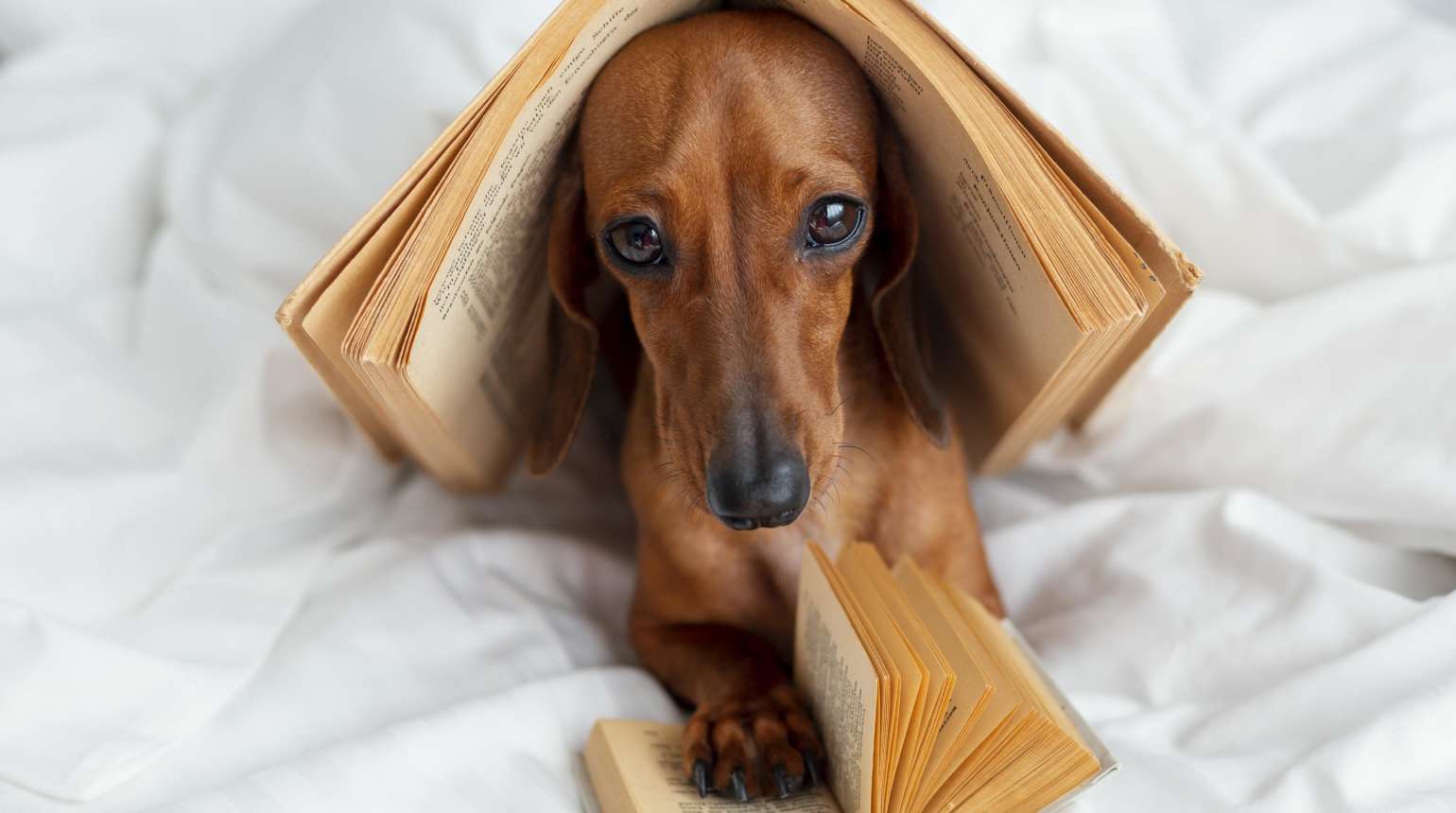 Libros para conocer mejor a tu perro