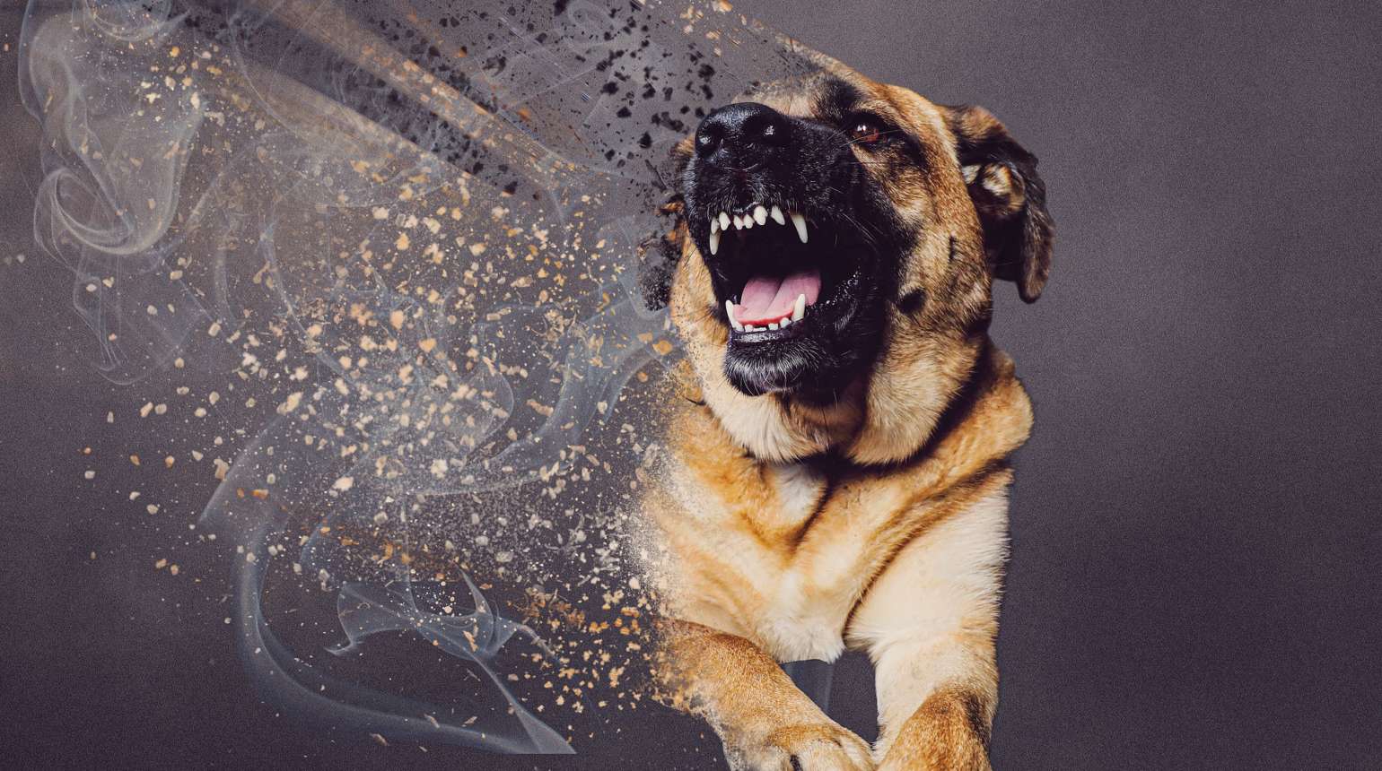 Los motivos que hacen a tu perro ser agresivo con otros