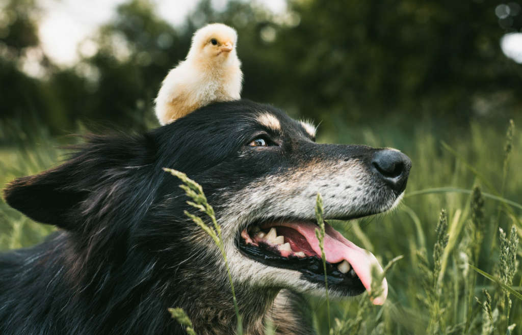 Los mejores amigos del perro (II)