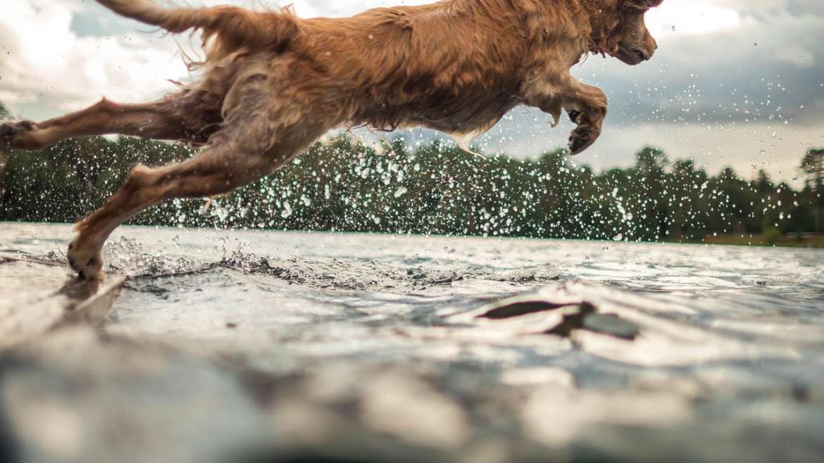 ¿A tu perro le da miedo el agua?