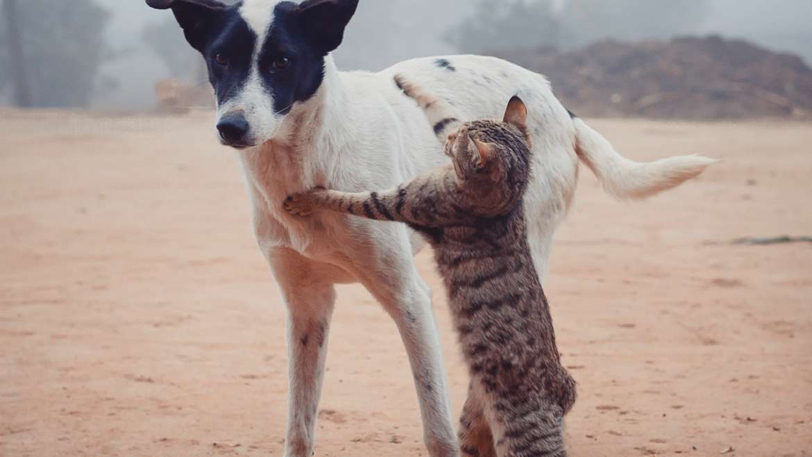 Los mejores amigos del perro (I)