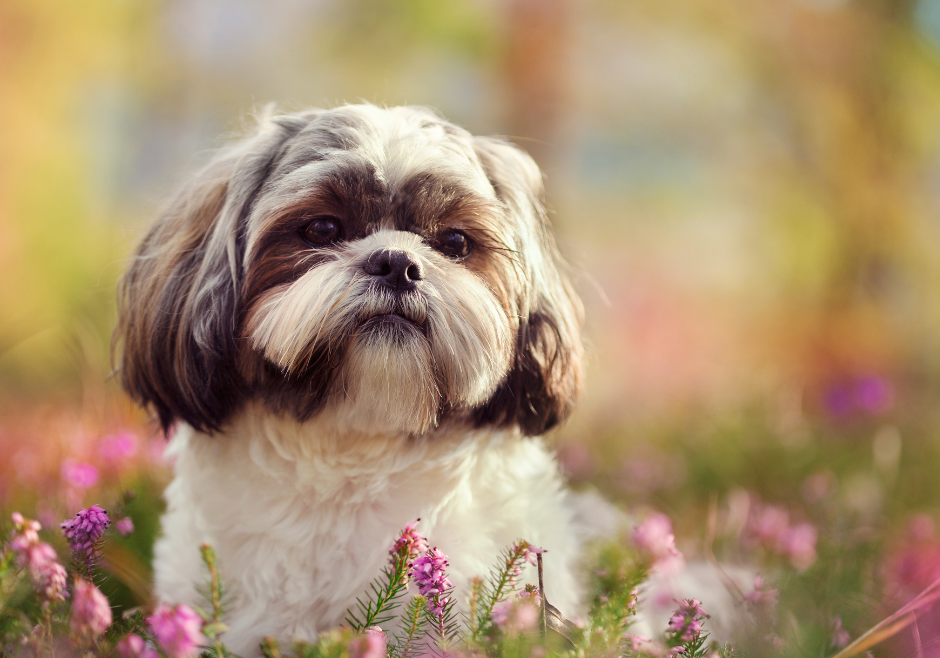 5 consejos para criar a un shih tzu