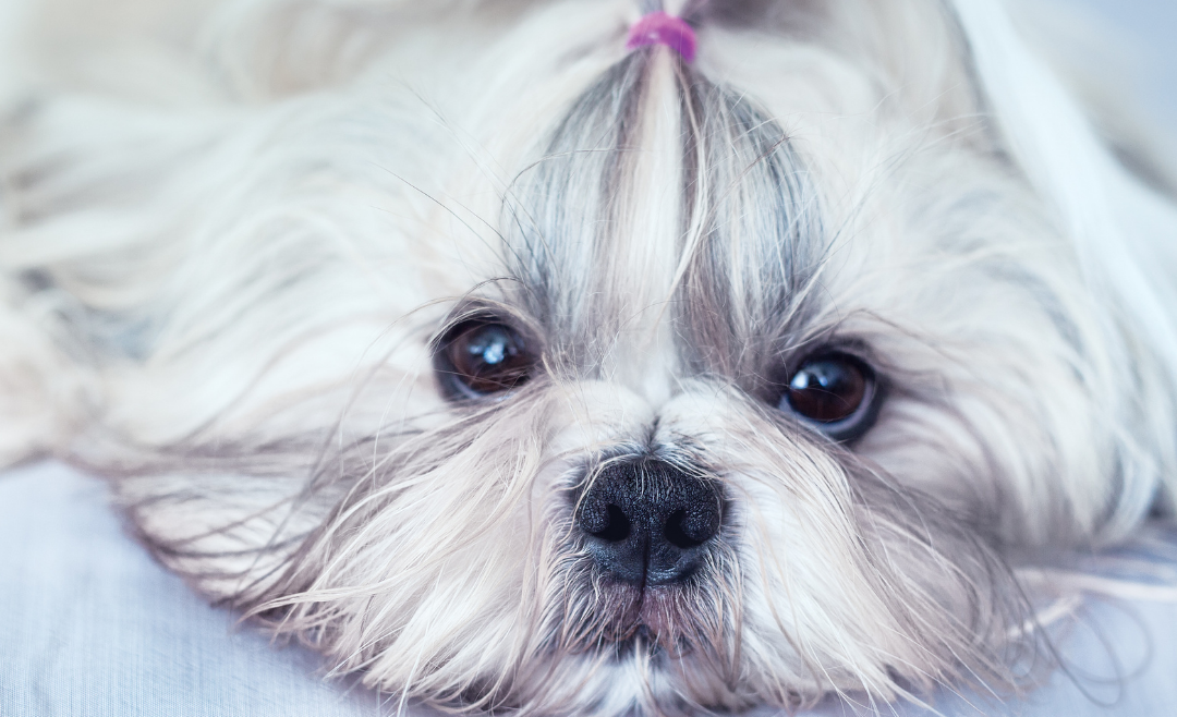 Estándar del Shih Tzu según la FCI