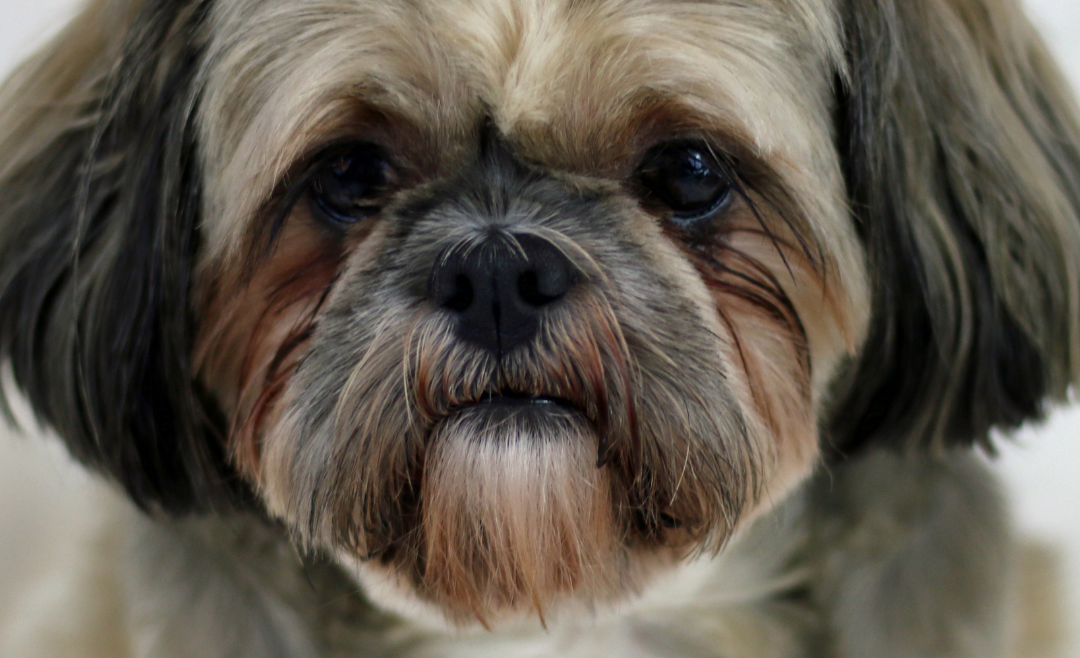 Enfermedades comunes en Shih Tzu