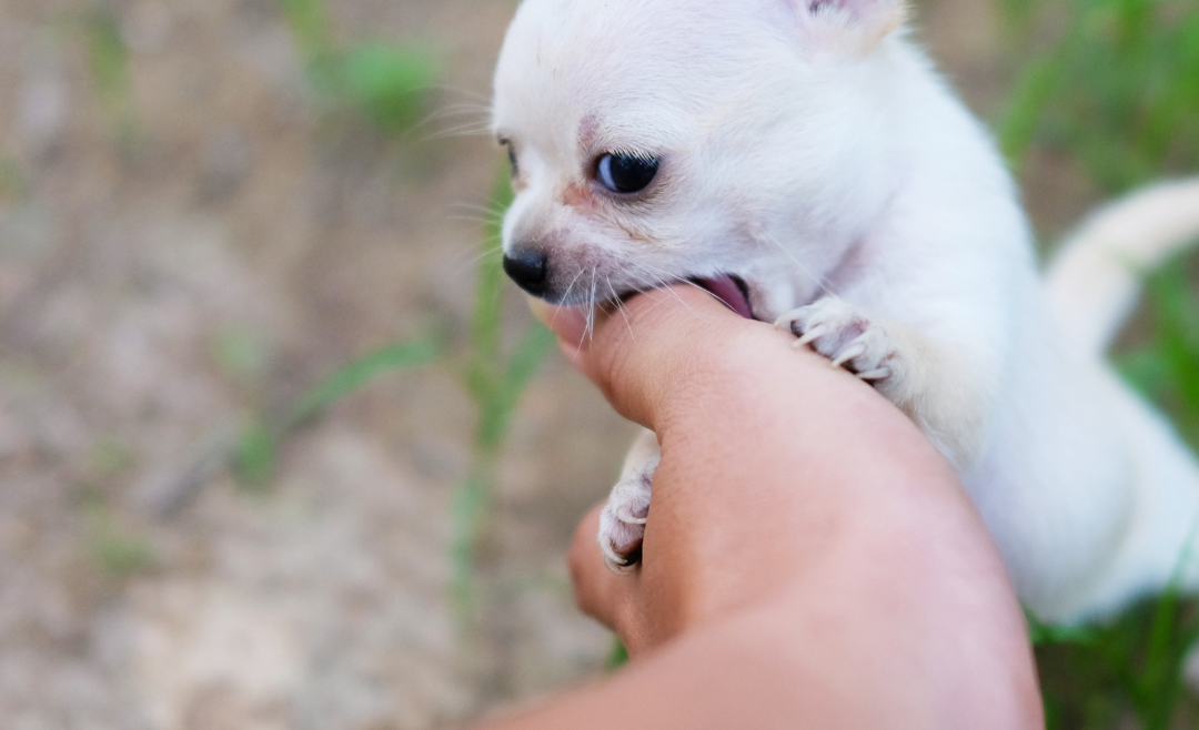 Cinco consejos para adiestrar a un chihuahua