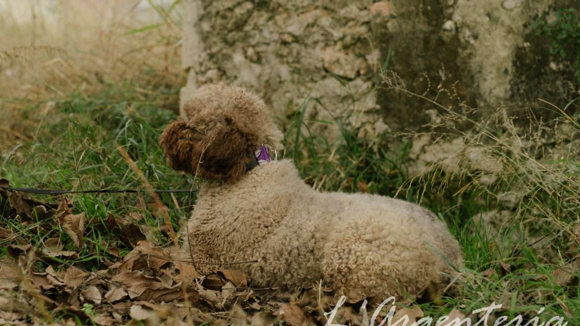 Alimentación adecuada a tu Perro de Agua