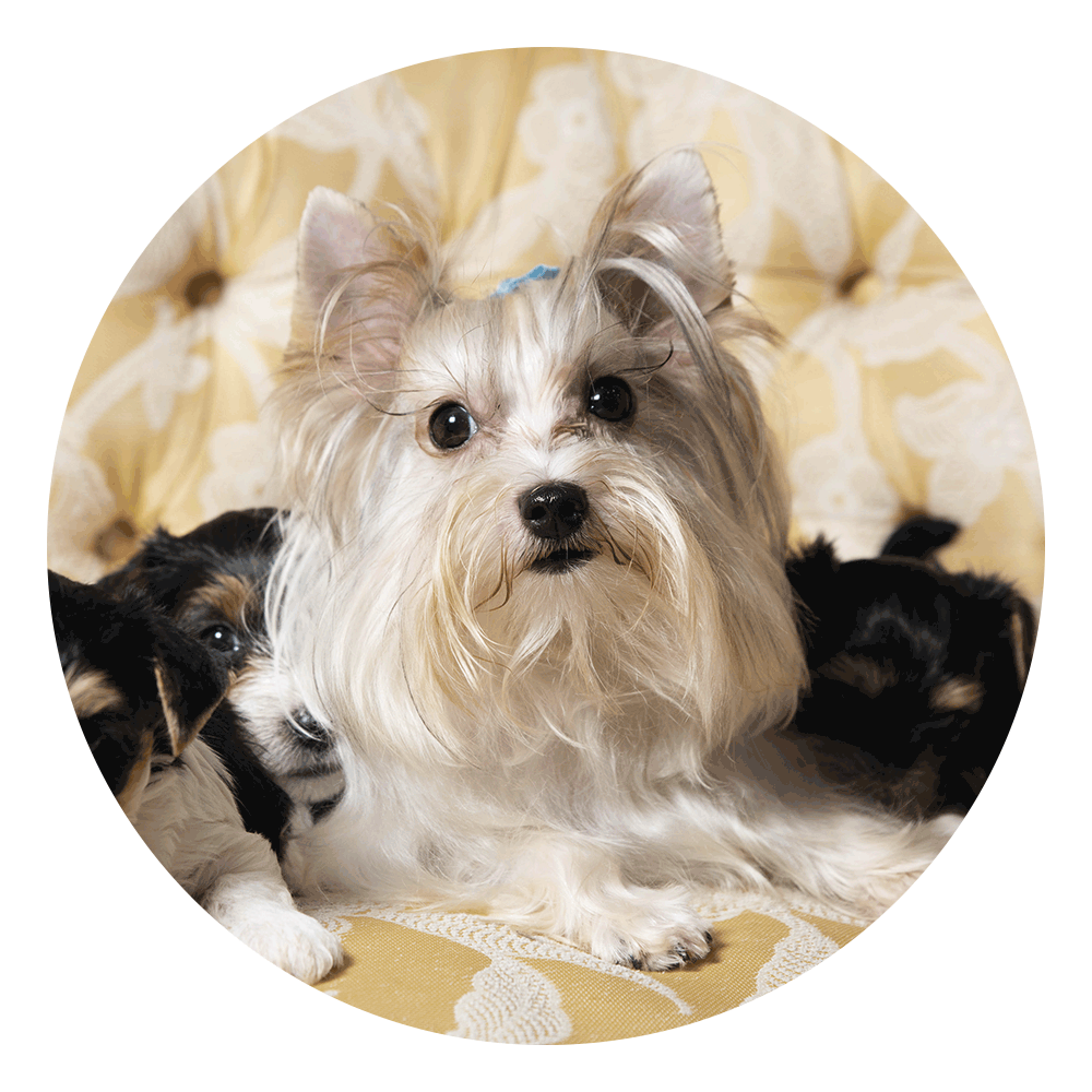 Yorkshire Terrier - L'Argenteria